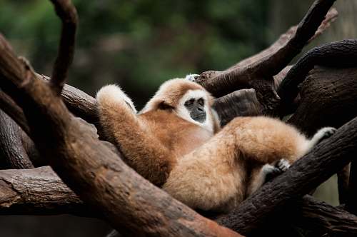 omaha's henry doorly zoo and aquarium brown and white monkey on tree during daytime omaha
